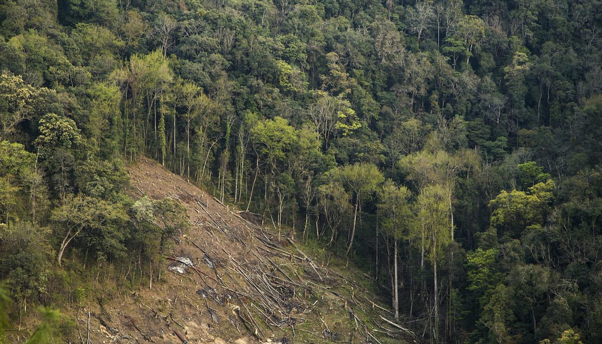 Deforestacion India